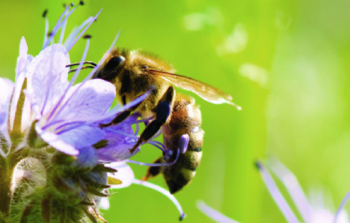 Semaine des fleurs pour les abeilles du 14 au 23 juin 2019